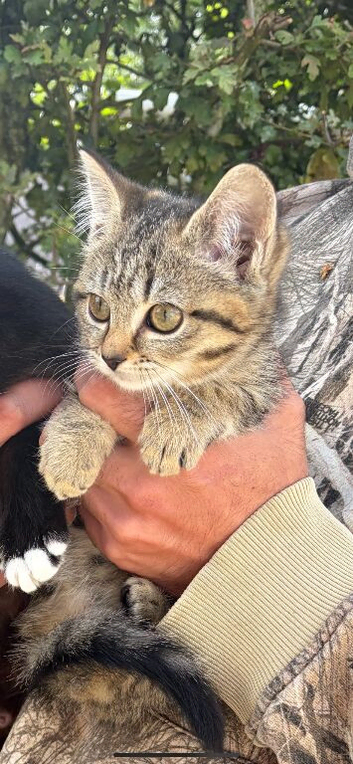Last gorgeous female kitten.