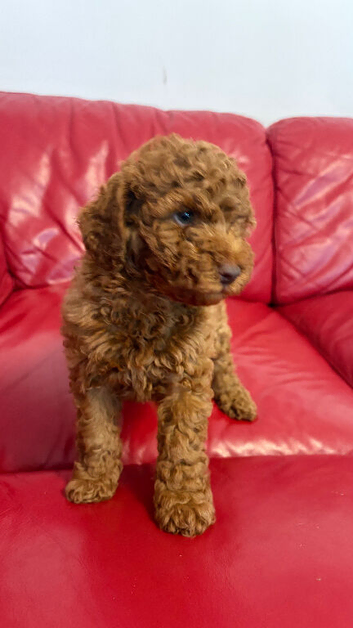 Miniature poodle ready 9th June