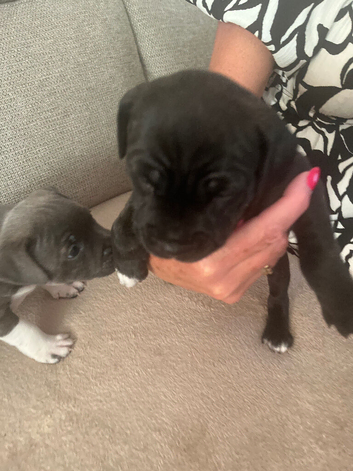 Staffordshire puppies for sale