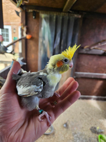 Normal pied Cockatiel male