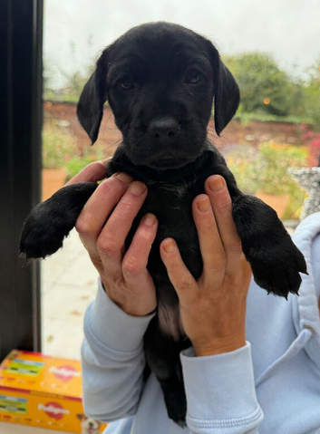 Cocker spaniel patterdale cross puppies ready soon!