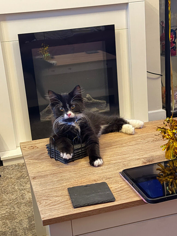 Fully vaccinated long haired male kitten