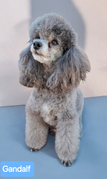 Toy Poodle  Silver Stud KC Reg'd