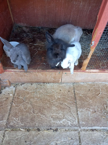 Lops and lion head