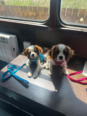 King Charles cavalier