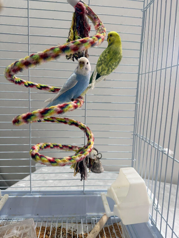 Budgie with cage