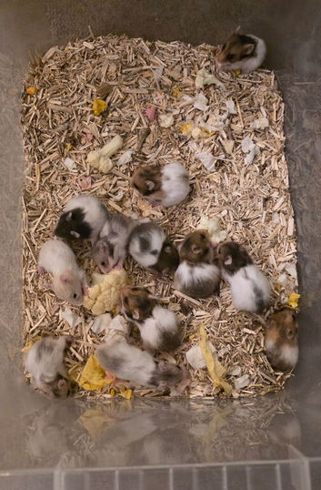 Baby Syrian hamsters avaliable 02/11/26 *UPDATE