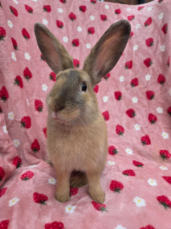 Silly tame 11wk female Ginger harli plush mini lop