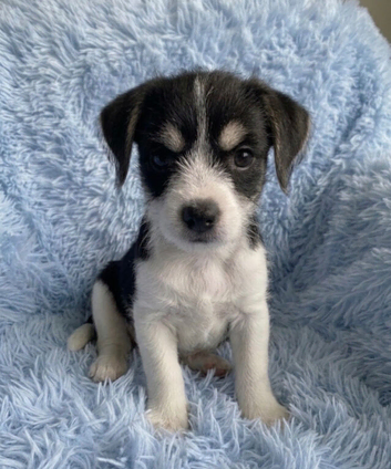 Tiny male puppy