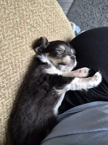 Beautiful male chihuahua puppy
