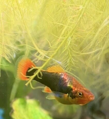 Female platies (three adults)