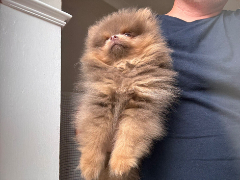 Lilac and tan Pomeranian