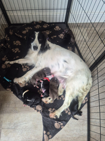 Gorgeous springer spaniel cross cane corso puppies