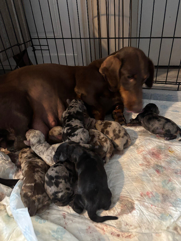 4 stunning chunky healthy sausage boys