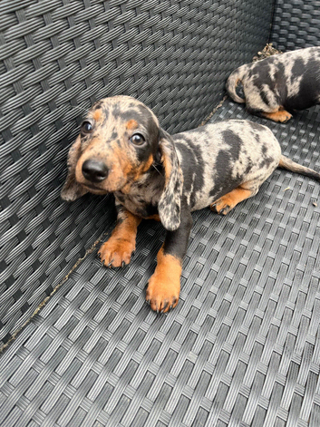 Dapple sausage dog puppy