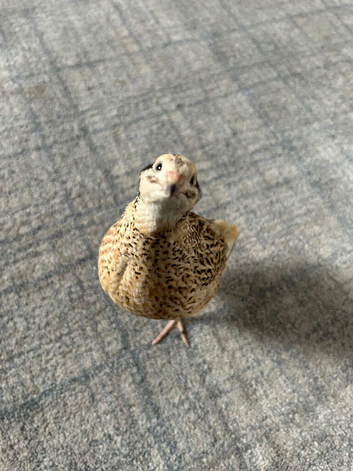 Italian Coturnix Quail hatching eggs