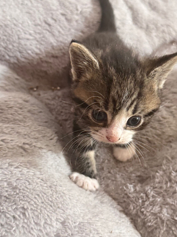 Beautiful kittens and mum