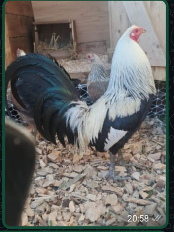 Sammy ramsey greys american game hatching eggs