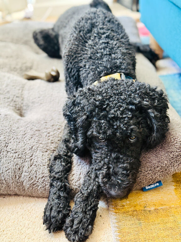Gentle and loving poodle girl
