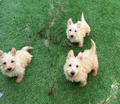 Scottish terrier puppies