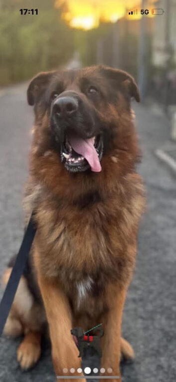 KC Registered German Shepard