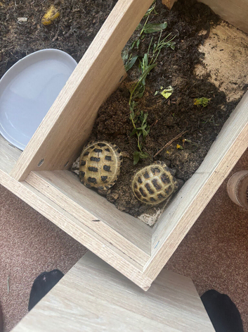 Horsefield tortoises