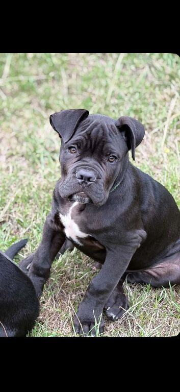 Male cane corso