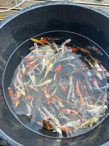 Koi for sale