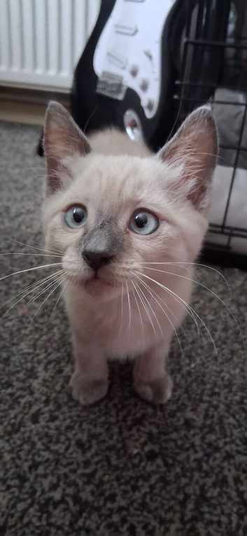 Beautiful female kitten