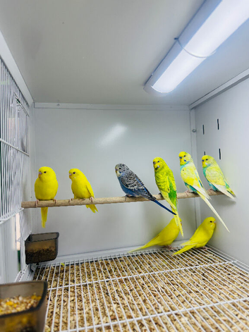 Budgies