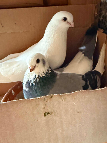 Kurdish pigeon for sale