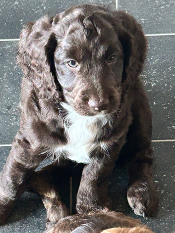 Last three cockerpoos for sale