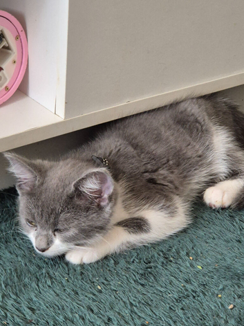 Russian blue male