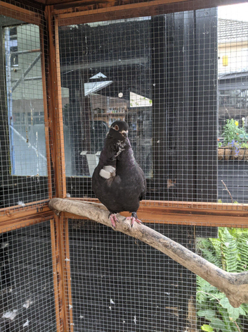 Tumbler pigeon female