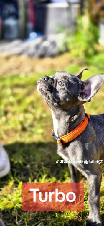 FRENCHTON Boston Heavy