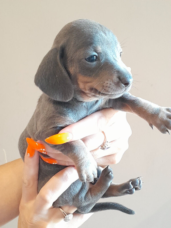 Dashhound puppies