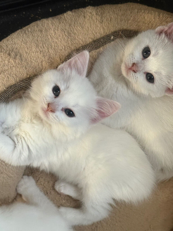 Stunning Ragdoll x ragdoll bsh Pure white READY NOW!