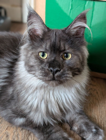 Gorgeous Black Smoke Maine Coon Kittens