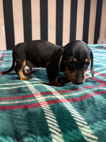 Dachshund puppies ready now