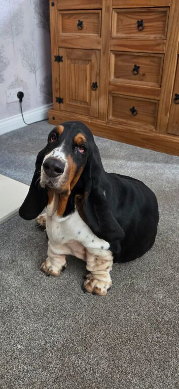 Girl basset hound