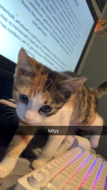 Loving kitten for sale!