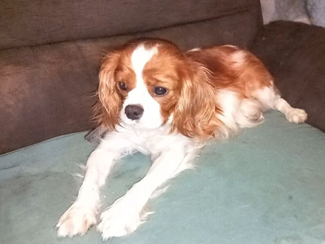 5 GORGEOUS CAVALIER KING CHARLES SPANIEL  PUPPIES LOOKING FOR NEW HOME AND FAMILY!!