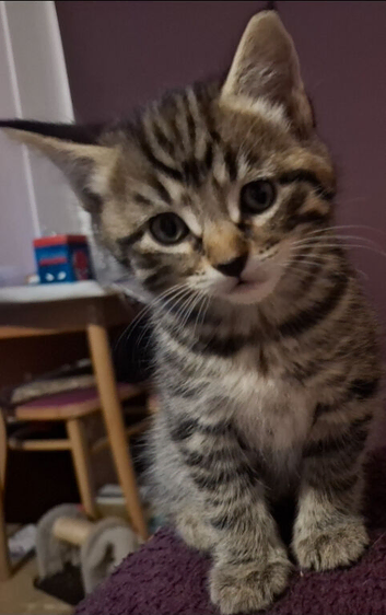 Beautiful Tabby girl