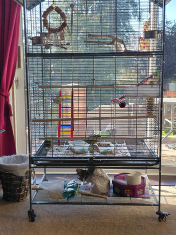 2 kakariki for sale.
