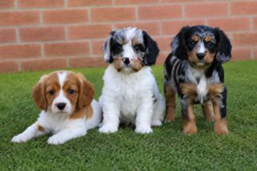 Beautiful Cockerlierpoo puppies for sale