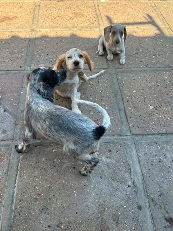 Cocker spainiels 12 weeks old boys