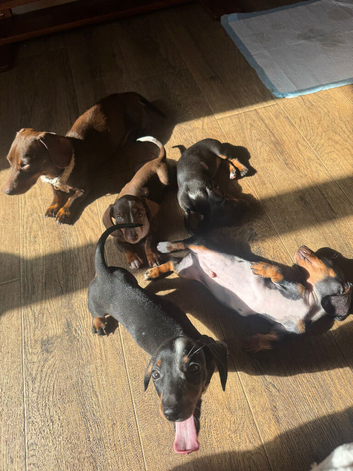 4 male dachshund puppies for sale