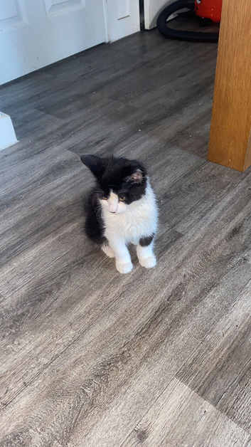 Kitten