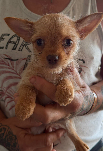 Chorkie boy pup