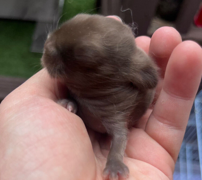 Mini lop rabbits